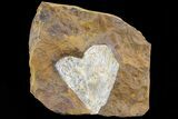 Fossil Ginkgo Leaf From North Dakota - Paleocene #81224-1